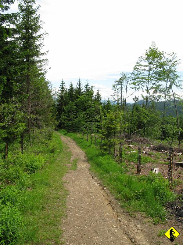 foto 024.jpg - A teren owy wygląda właśnie tak. 90% pod górę do Raczy. Mało kamieni, jestem przekonany, że każdy cyborg przecina ten odcinek bez większego problemu.